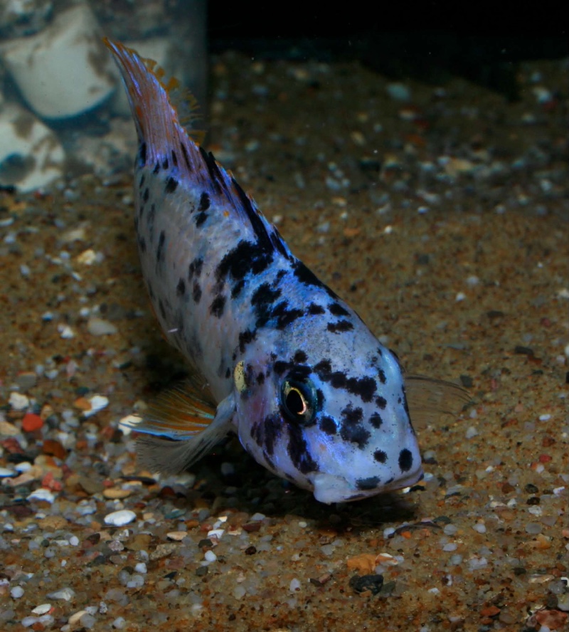Labeotropheus fuelleborni 'Ndomo Point'